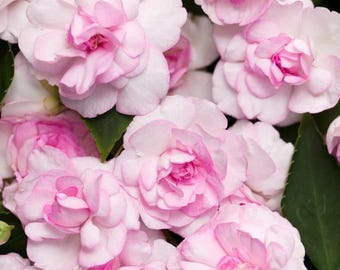 Camellia Impatiens Seeds – Dubbele balsemmix