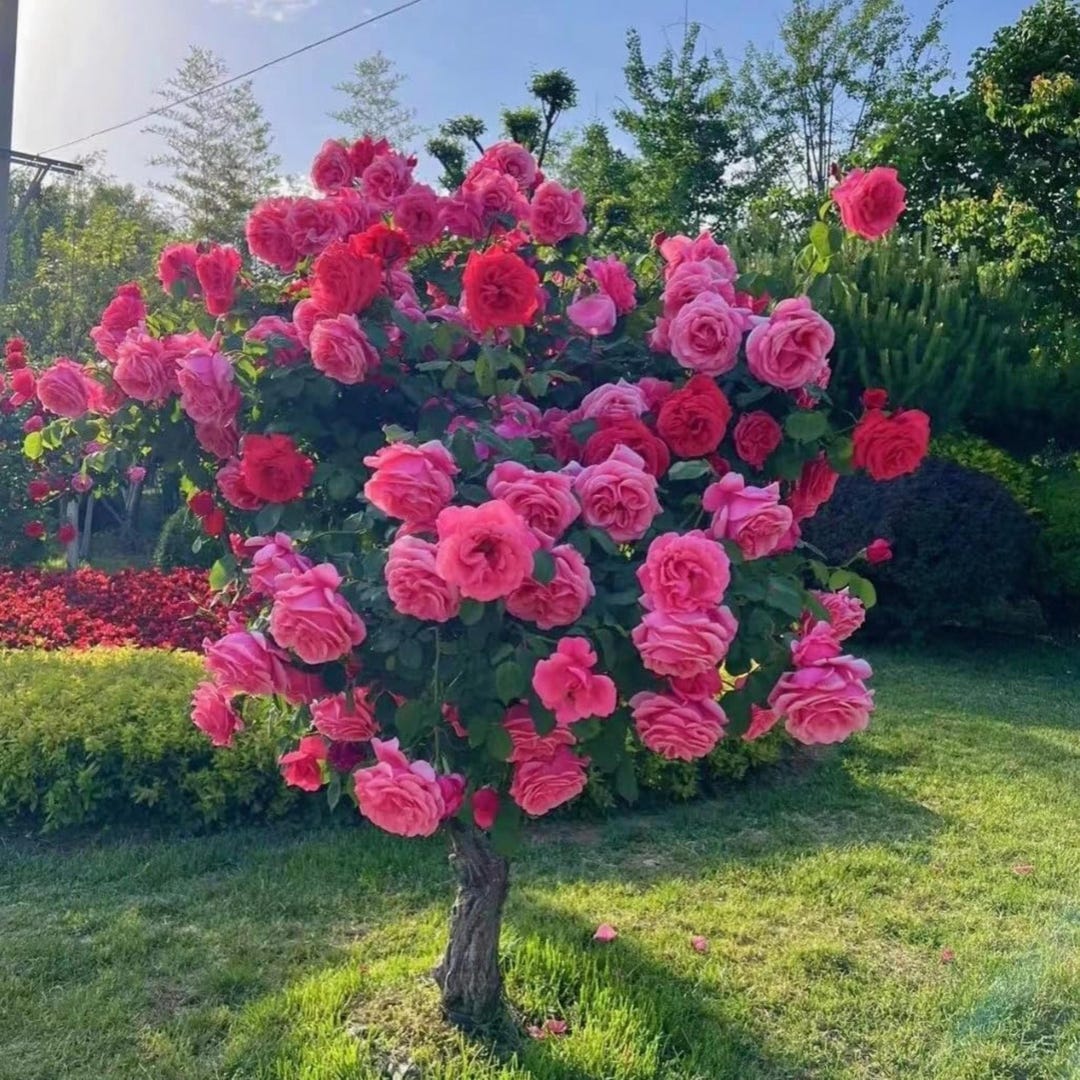 Tree Rose Seeds Mix – Rare Heirloom Rose Plants - Etsy