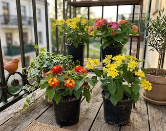 4 Pack Live Lantana Plants | Multicolor Flowering Outdoor Plants
