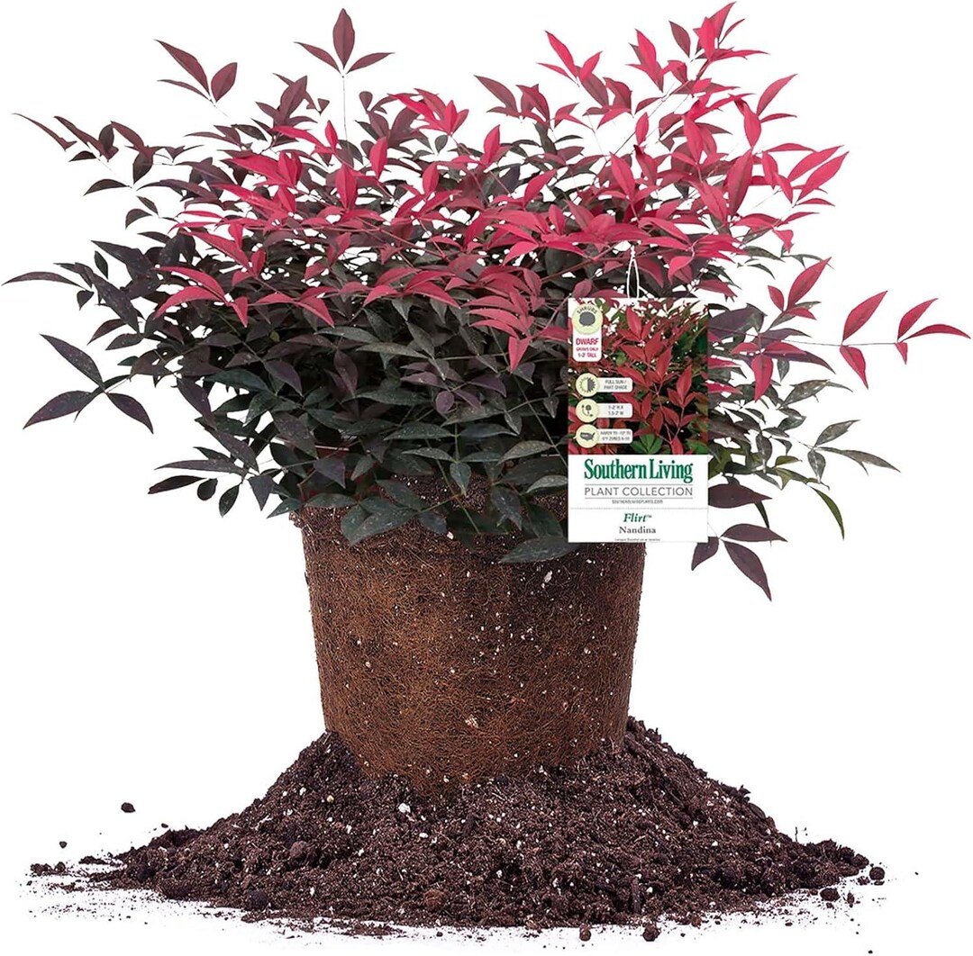 Nandina Flirt Dwarf Shrub 1 Gallon | Red Evergreen Deer Resistant Patio ...
