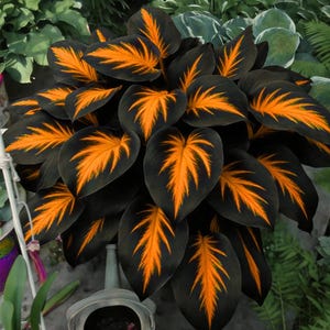 Puede incluir: Primer plano de una planta de Calathea con hojas de color verde oscuro y patrones de venas de color naranja vibrante. La planta está rodeada de otro follaje verde, creando una escena natural exuberante. Las hojas tienen un contraste de colores llamativo.