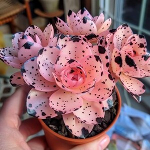 Buy Pink Monstera Albo Seeds Online In India - Etsy India