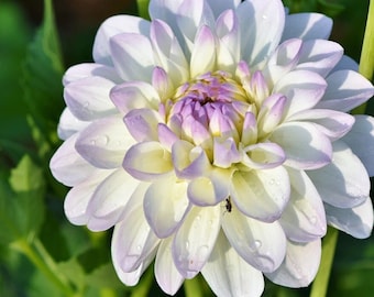 Rare White Lavender Dahlia Seeds, Pastel Bicolor Blooms, Non-GMO Cut Flower Perennial, For Gift