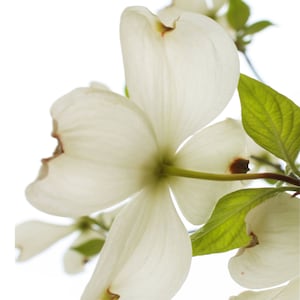 Dogwood photo, Instant Download Photo File, Flower Wall Art, Botanical Art