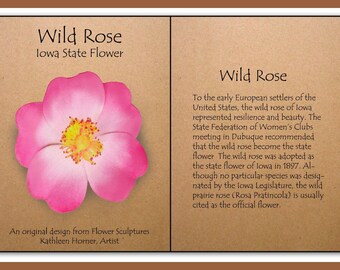 Iowa State Flower - Pink Wild Rose