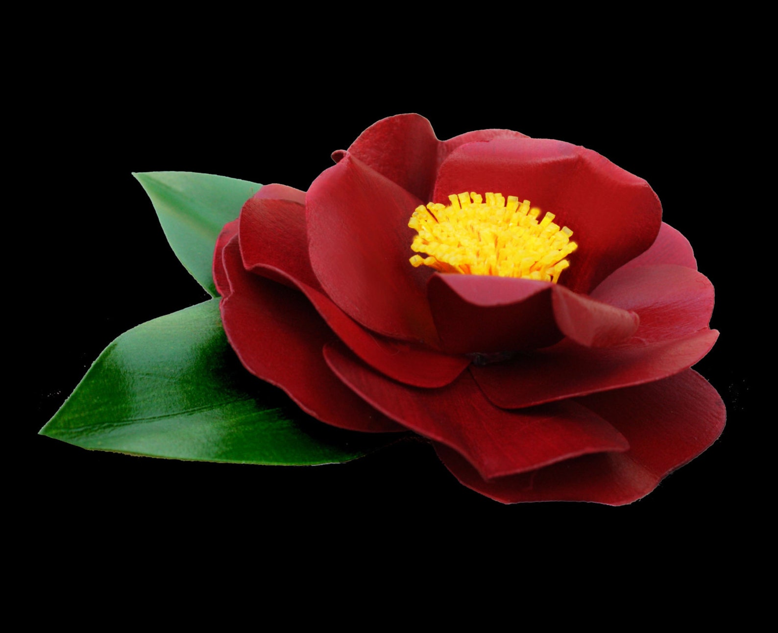 Black Magic Camellia Japonica Pin | Etsy