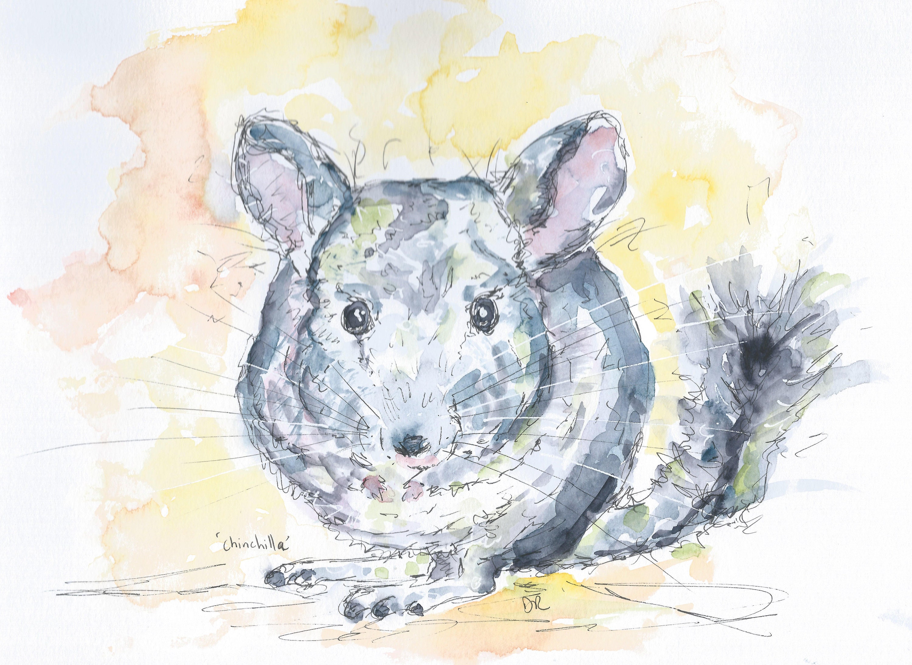 Today's drawing: a chinchilla. : r/drawing