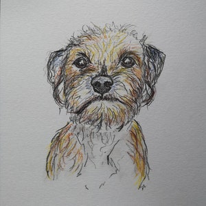 Border Terrier pastel & charcoal drawing. A4 size.