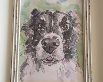 Border collie dog original pen and watercolour line drawing. Framed.