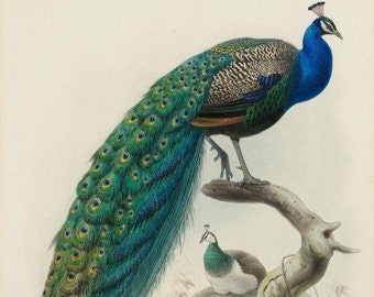 Peacock ART PRINT Home Decor of Gorgeous Peacocks---Rooster and Hen