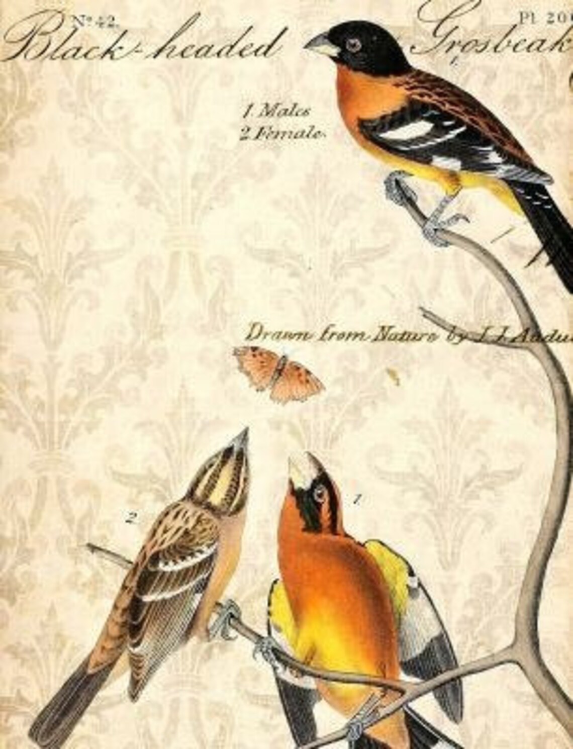 Victorian Bird Print Vintage Collection Birds Butterfly | Etsy