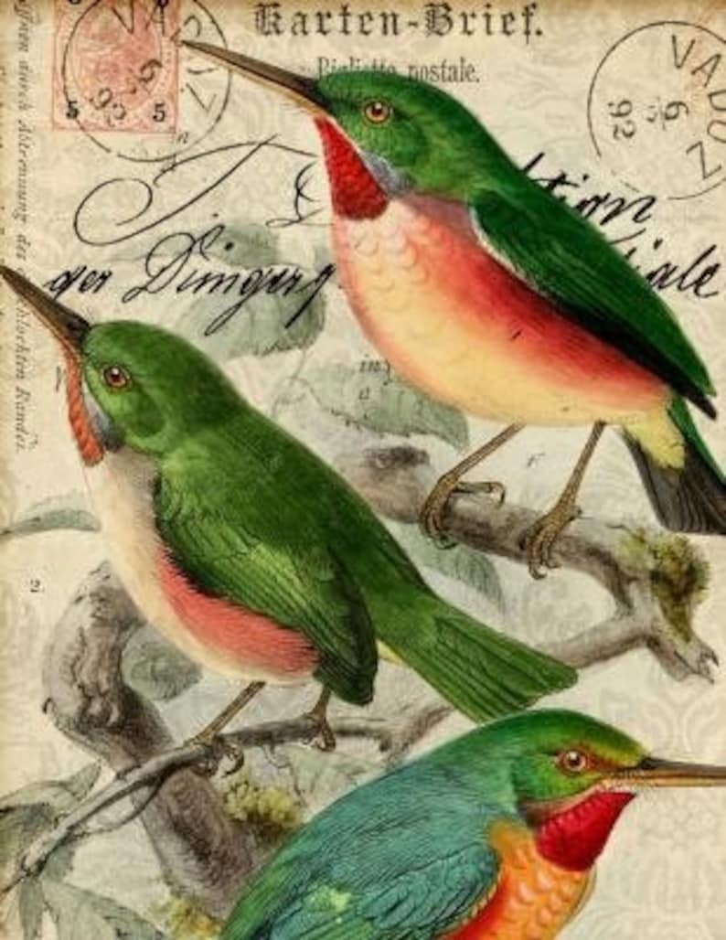 Victorian Postcard Artwork Victorian Bird Print Wall Art - Etsy
