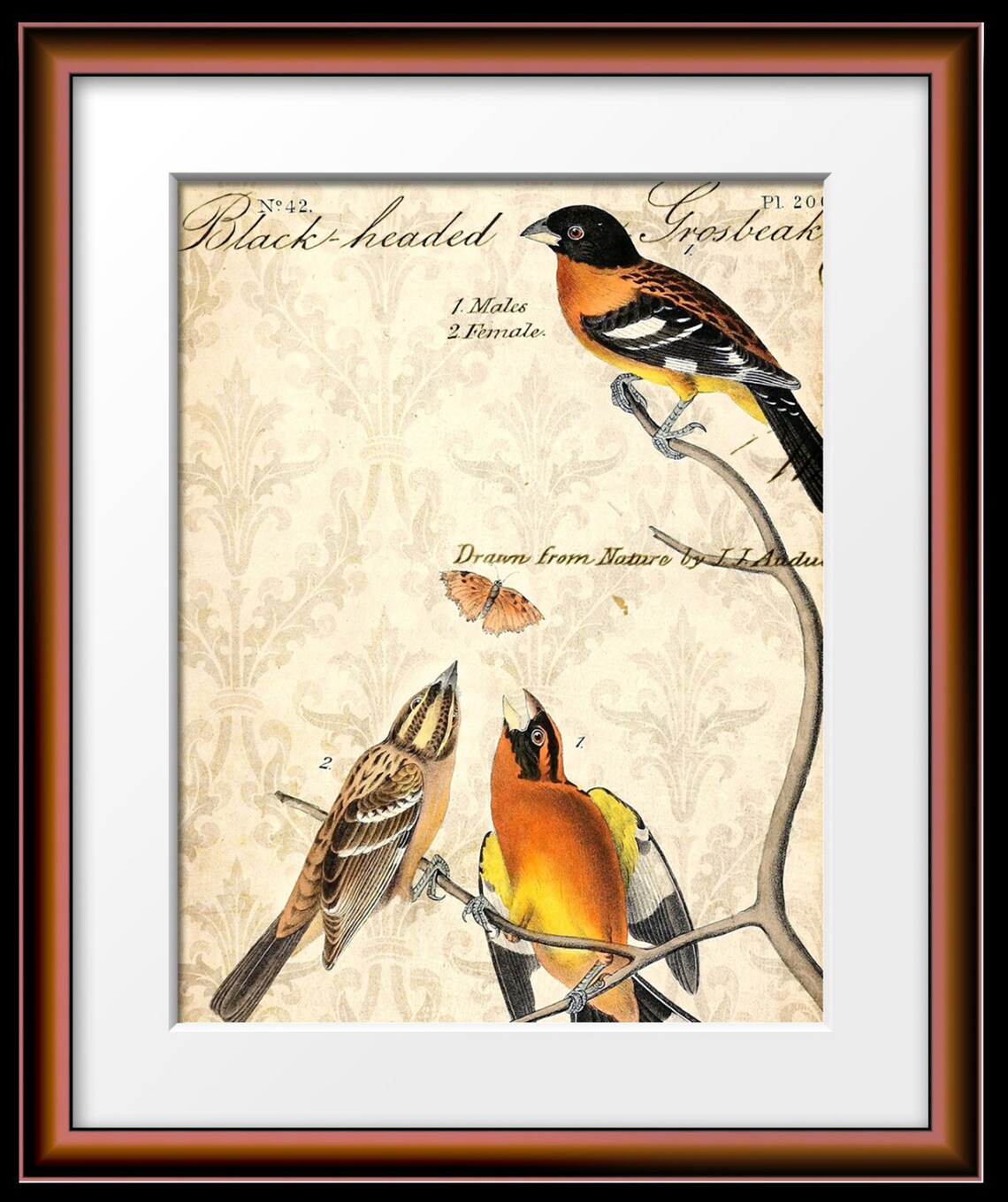 Victorian Bird Print Vintage Collection Birds Butterfly | Etsy