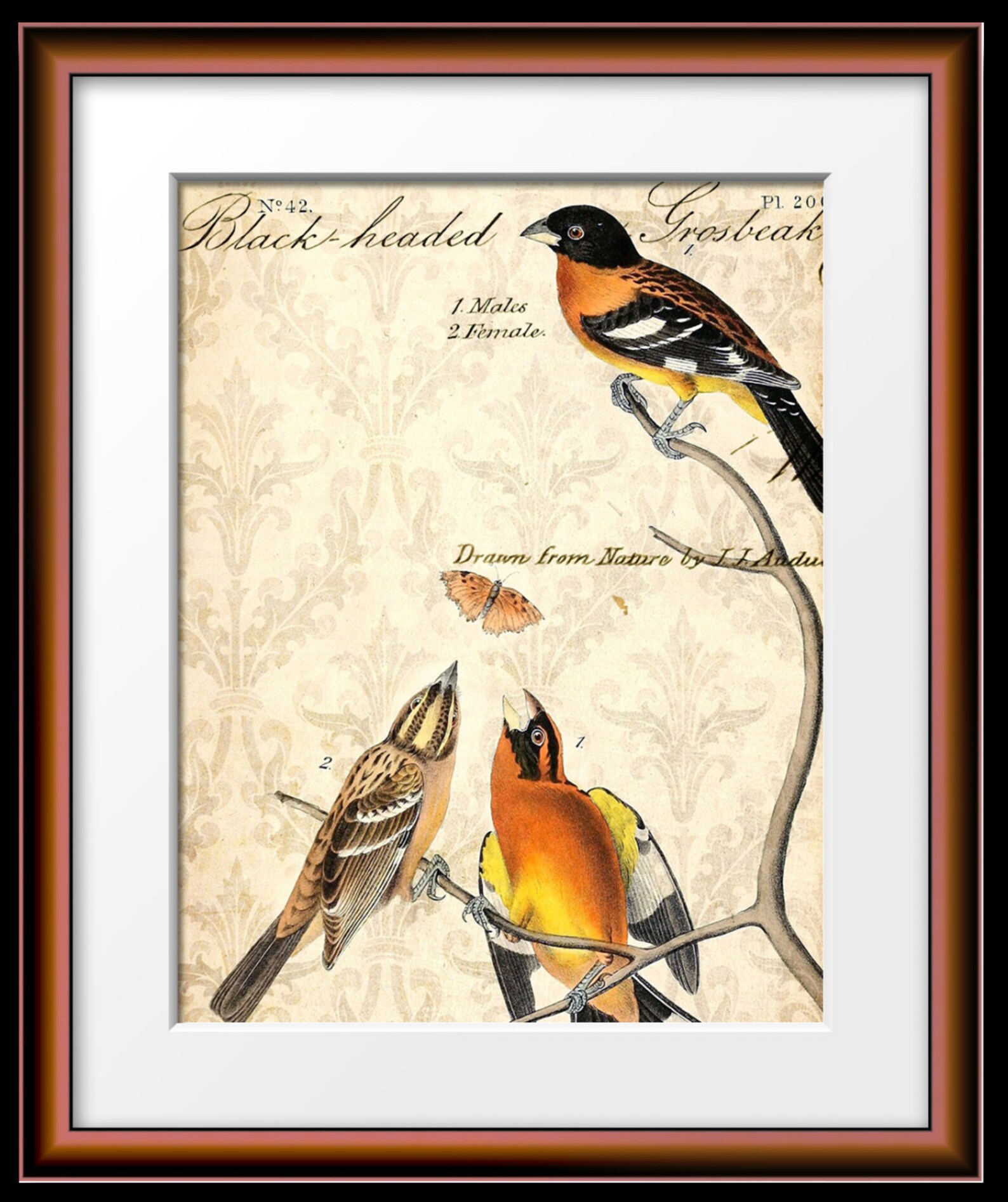 Victorian Bird Print Vintage Collection Birds Butterfly | Etsy