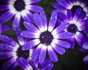 Purple daisy Blossom