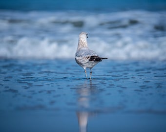 Seagull Standing on Sandy Beach