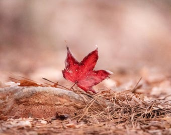 Red Autumn Leaf on Rustic Wood