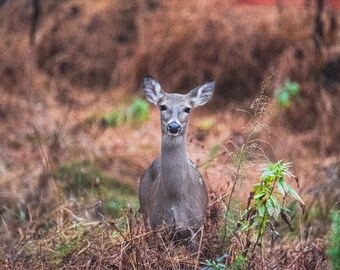 Wild Deer in Natural Forest Landscape