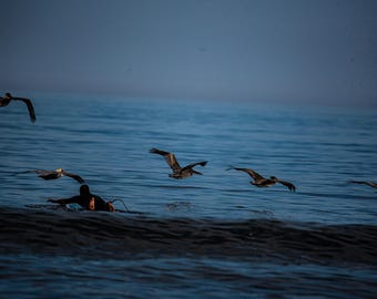 Seabirds Flying Over The Ocean
