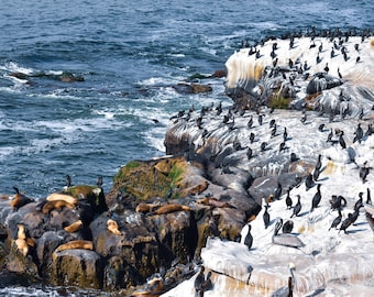 Seaside Nature Decor