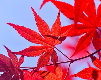 Autumn Red LeafVibrant - Maple leaf - Fall Foliage