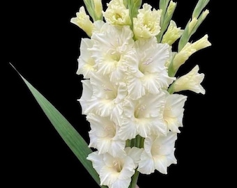 Ivory Perfection Gladiolus Bulbs – Creamy White Sword Lilies, Hardy Perennials