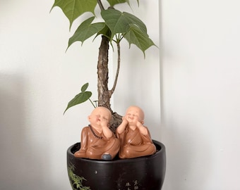 Ferminia Colorata - rare bonsai plant - easy to grow (TUBE ONLY)