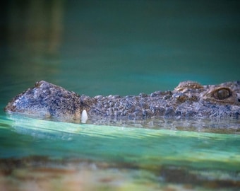 Florida Alligator Digital Photo