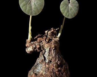 Stephania Nova Kaweesaki Bulb, Rare Caudex Plant, Stephania Nova Plant, Exotic Houseplant, Collector Plant