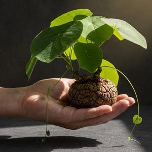 May include: A small, potted plant with large, round, green leaves and a textured, brown, bulbous base. The plant is held in a hand against a dark background, showcasing its unique form and delicate tendrils.