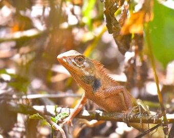 Stunning Lizard Photo