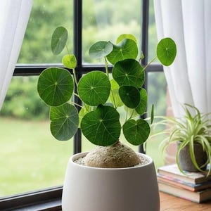Caudex Plants - Etsy