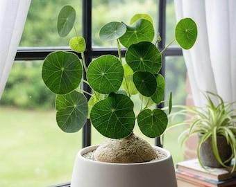 Rare Stephania Erecta BULB only| Exotic Caudex Houseplant - Dormant