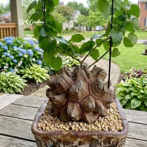 May include: A set of three ceramic mugs with a speckled, matte finish. The mugs are in shades of cream, light gray, and dark gray. Each mug has a simple, minimalist design, perfect for coffee or tea.