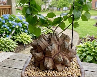 Dioscorea Elephantipes, Elephant's Foot - Caudex in 4 in pot