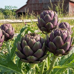 May include: Close-up of several artichokes with purple and green hues. The artichokes are in a garden setting with green leaves, grass, and a wooden fence. The text "SRK Garden" is in the upper left corner.