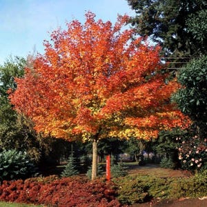 Peut inclure: Un arbre aux feuilles flamboyantes, affichant des couleurs rouge, orange et jaune, se détachant sur un ciel bleu clair. Le feuillage coloré contraste avec le vert des buissons et des arbres environnants. Scène de jardin.