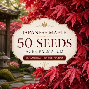 50 Sementes de Ácer Palmatum (Acer palmatum) para Plantio em Jardim Ornamental e Bonsai