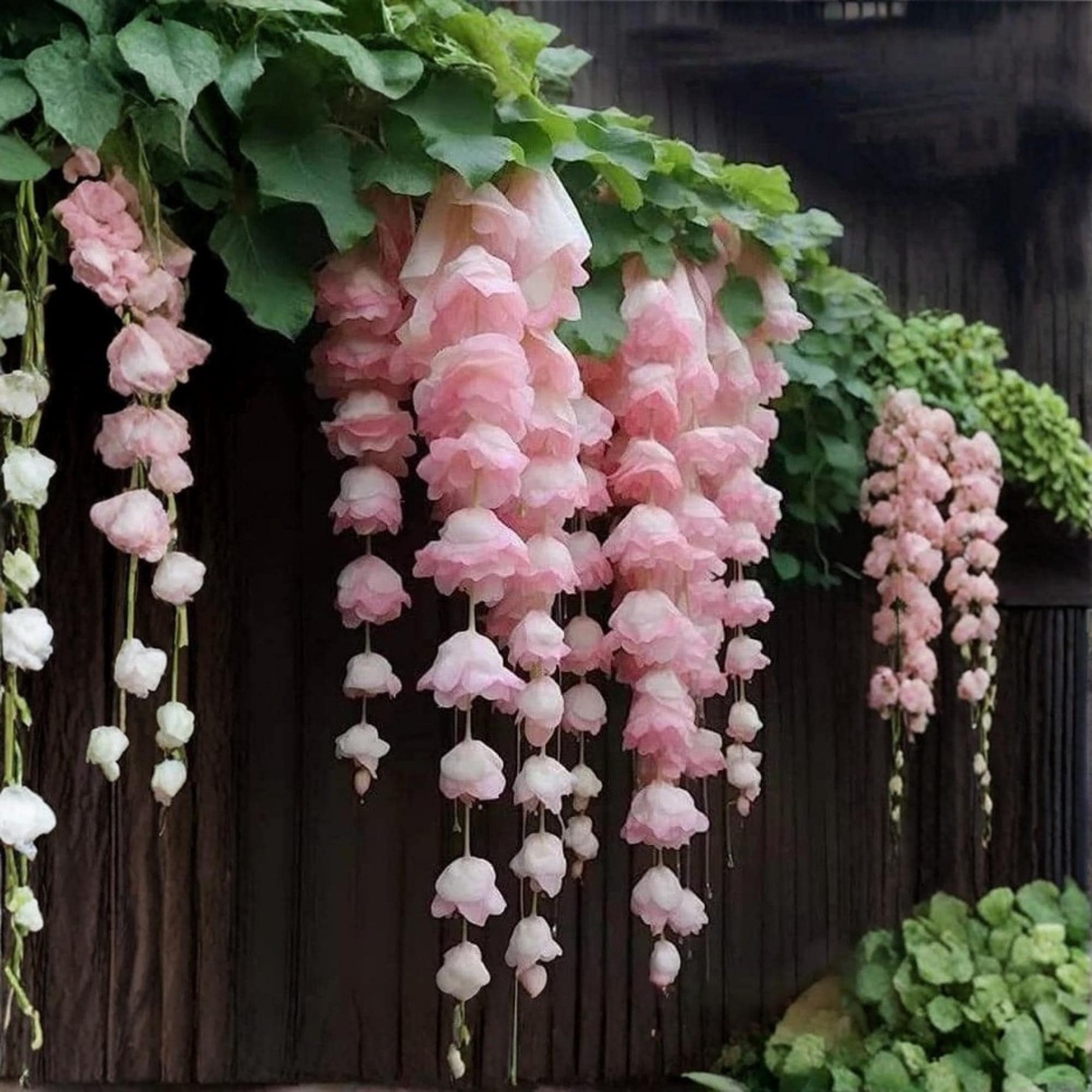 Begonia flowering - Etsy 日本