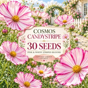May include: A seed packet label featuring pink and white striped cosmos flowers with yellow centres. The text reads: COSMOS CANDYSTRIPE 30 SEEDS PINK & WHITE STRIPED BLOOMS COTTAGE GARDEN FAVORITE. The background shows a garden with blooming flowers.