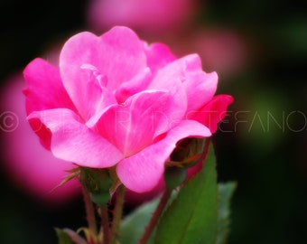 Flower, Portrait, Gloucester, MA, New England, Nature, Floral, Photography, Home Decor, Wall Decor, Shop Small, Holiday, Christmas, Gift