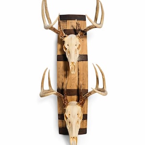 European mount made from bourbon barrel staves