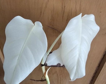 Monstera Albo Full Moon Variegated Live Plant Rare White Aroid Indoor Houseplant Gift