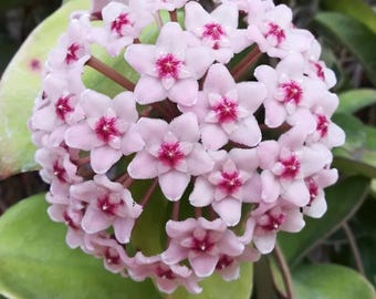 Hoya Carnosa, planta de cera, planta tropical de interior, fragante, flor de porcelana, regalo.