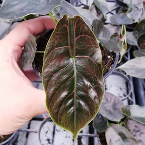 May include: Close-up of a dark green Alocasia leaf with prominent red veins. The leaf has a glossy texture and a pointed shape, with a lighter green edge. The plant is in a small black pot, showcasing a tropical houseplant.