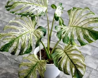 Monstera Teufel Monster bunte Lebende Pflanze Selten Aroid Indoor Tropisches Zimmerpflanze Geschenk