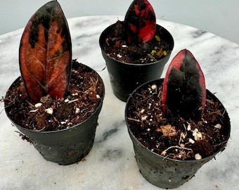 ZZレイヴンブラック斑入りザミオクルカス（室内用、お手入れ簡単）ギフト