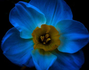 Blue Daffodil