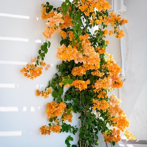 Puede incluir: Una planta trepadora con racimos de flores naranjas y hojas verdes contra una pared blanca. Las flores de buganvillas caen en cascada, creando una exhibición visualmente atractiva. La planta está bien iluminada, mostrando su belleza natural.