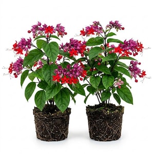 May include: Two potted plants with vibrant red and purple flowers and green leaves. The plants are in dark brown pots filled with soil and visible roots. The flowers are clustered, creating a full and colorful appearance. The background is plain white.